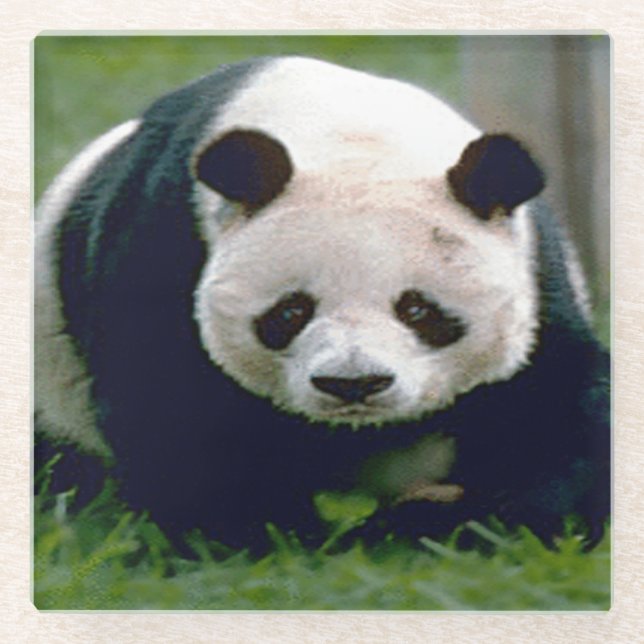 Glass Coaster/Panda Bear Coaster (Front)