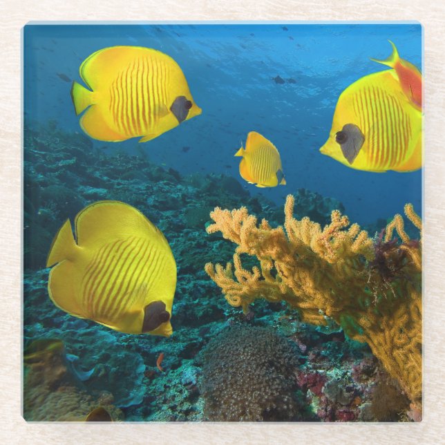 Glass Coaster-Tropical Fish Coaster (Front)