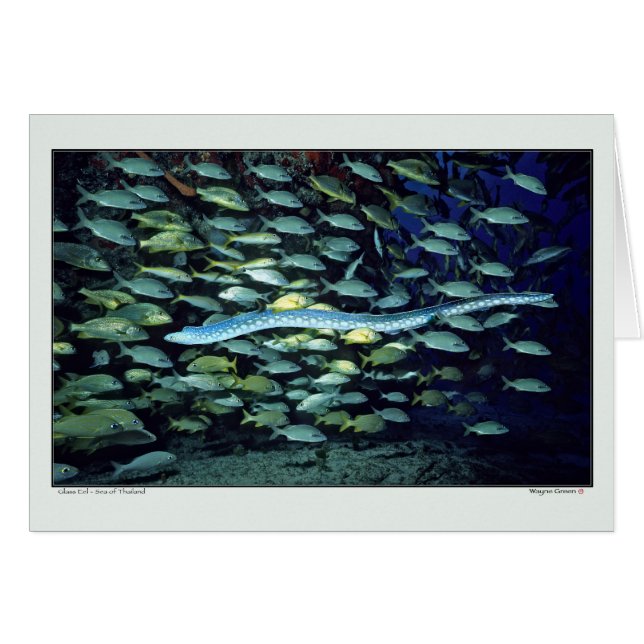 Glass Eel - Sea of Thailand (Front Horizontal)