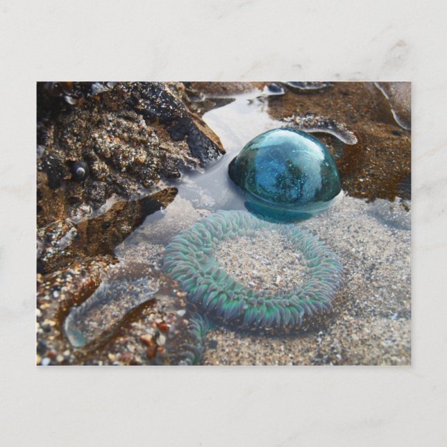 Glass float and anemone postcard (Front)