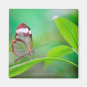 Glass wing butterfly relaxing on fresh green magnet