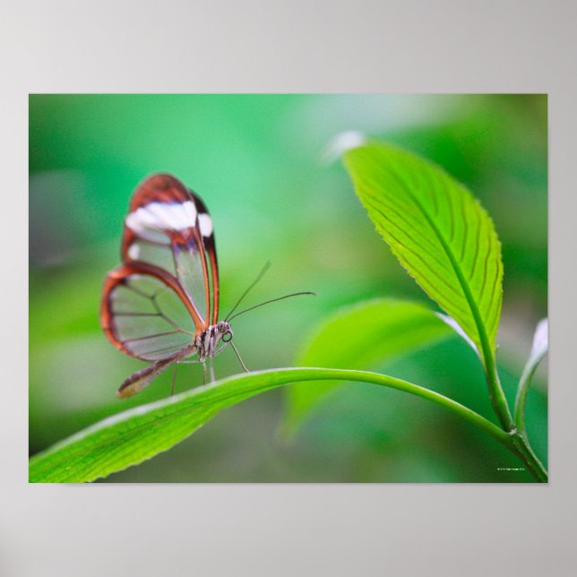Glass wing butterfly relaxing on fresh green poster (Front)