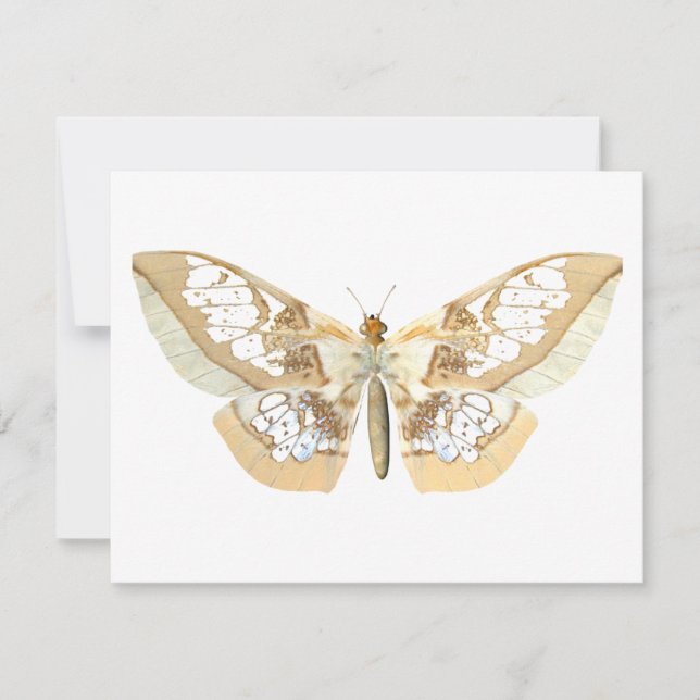 GlassWing Butterfly (Front)