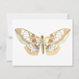 GlassWing Butterfly