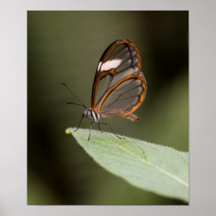 Glasswinged butterfly on a leaf poster