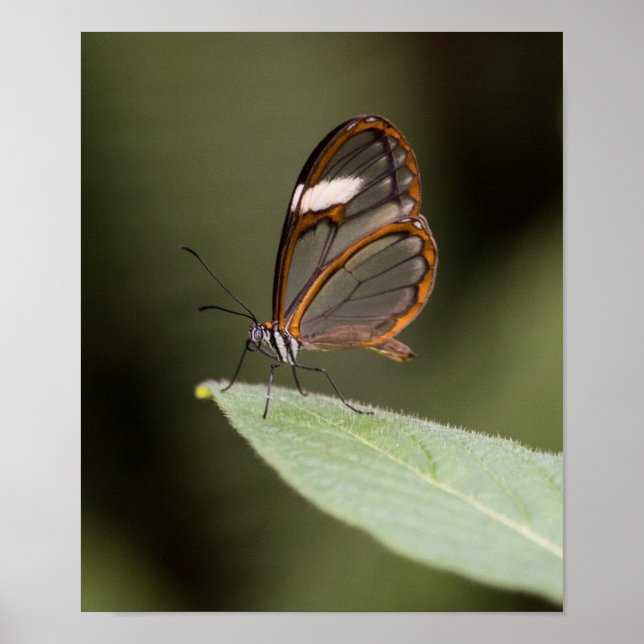 Glasswinged butterfly on a leaf poster (Front)