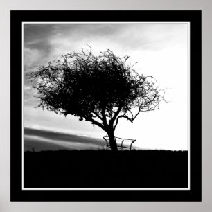 Glastonbury Hawthorn. Tree. Black and White. Poster
