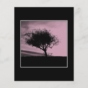 Glastonbury Hawthorn. Tree on Hill. Pink, Black.