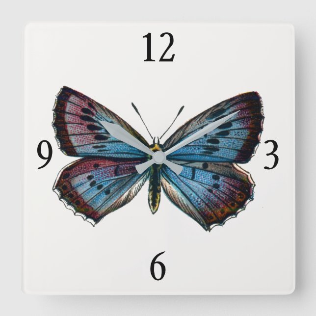 Glaucopsyche arion - The Large Blue Butterfly Square Wall Clock (Front)