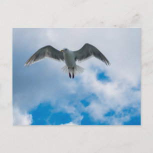 Glaucous-winged Gull Postcard