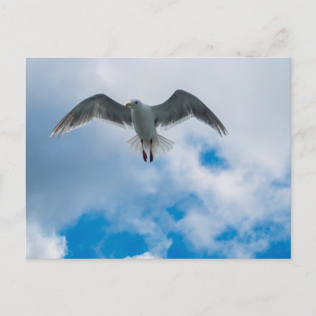 Glaucous-winged Gull Postcard (Front)