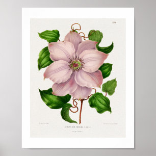 Glematis Hyb. Sieboldia chromolithograph plates Poster