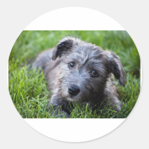 glen of imaal puppy.jpg classic round sticker