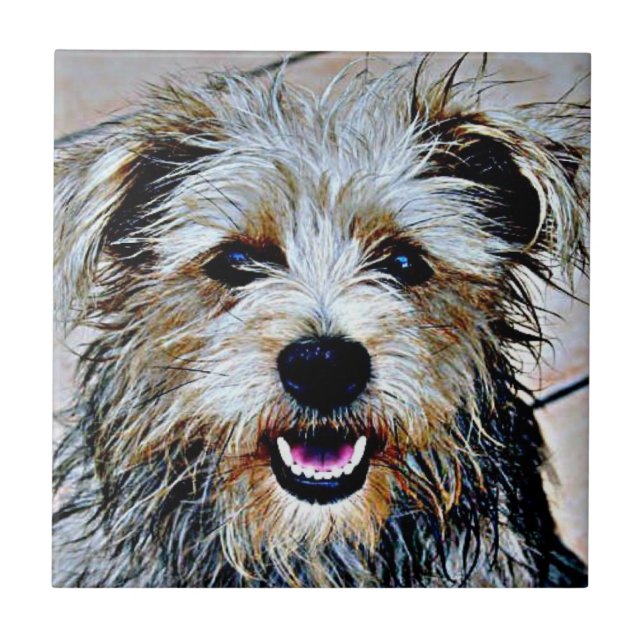 Glen of Imaal Terrier Pop Art Tile (Front)