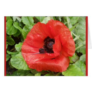 Glenveigh National Park, N.I.