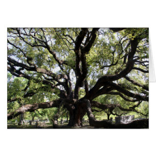 glenwood live oak
