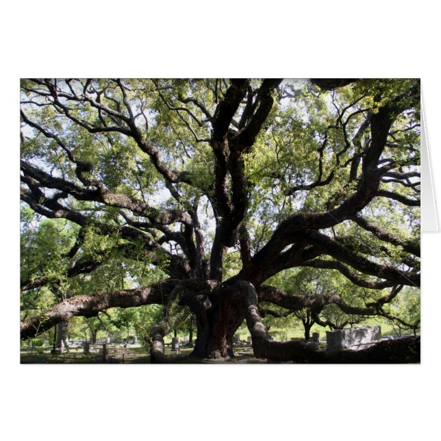 glenwood live oak (Front Horizontal)