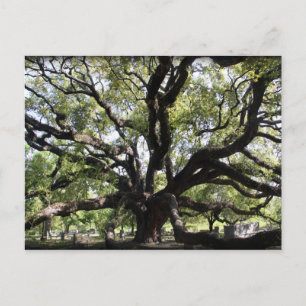 glenwood live oak postcard