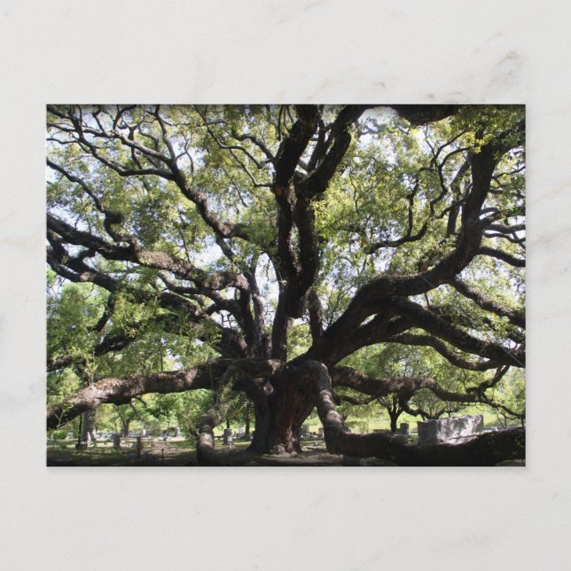 glenwood live oak postcard (Front)