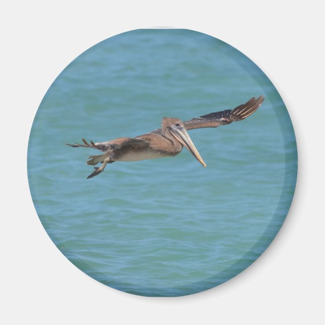 Gliding Pelican Magnet (Front)