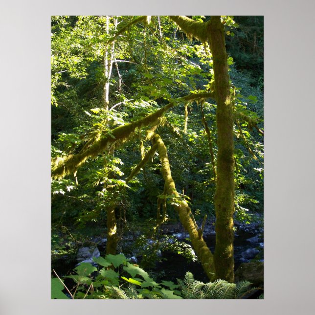 Glimpse Upstream Poster (Front)