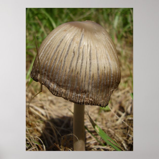 Glistening Inkcap Mushroom Poster (Front)