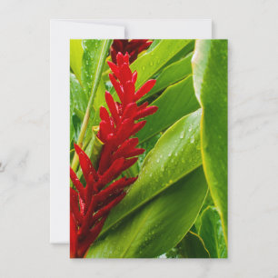 Glistening Red Ginger Flower and Rain-Kissed Leave Card