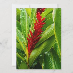 Glistening Red Ginger Flower and Rain-Kissed Leave Invitation
