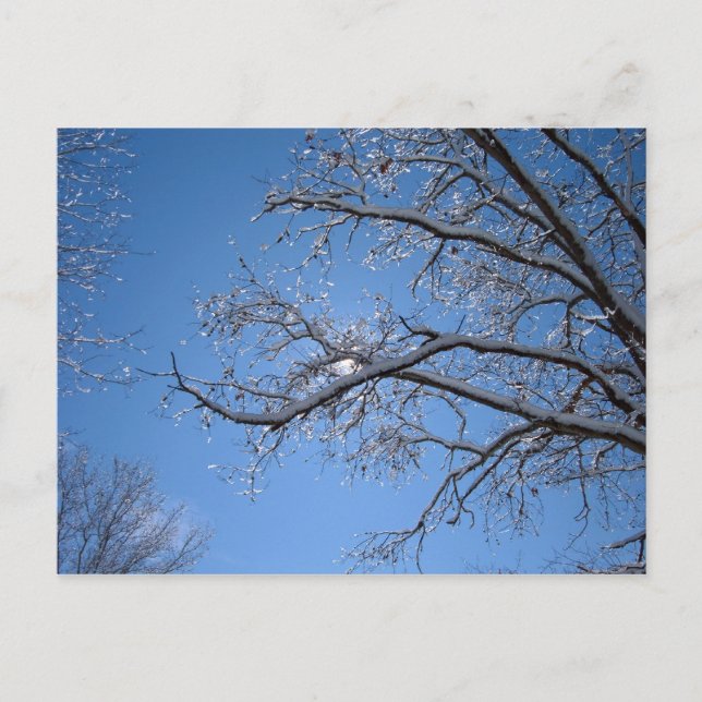 Glittering Ice and Snow Covered Trees Postcard (Front)