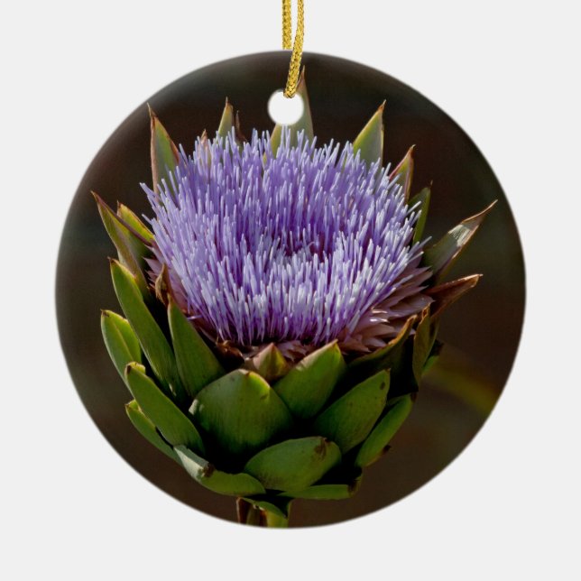 Globe Artichoke, Cynara Cardunculus, in flower. Ceramic Ornament (Front)