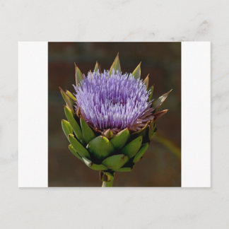 Globe Artichoke, Cynara Cardunculus, in flower. Postcard