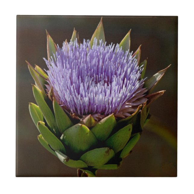 Globe Artichoke, Cynara Cardunculus, in flower. Tile (Front)