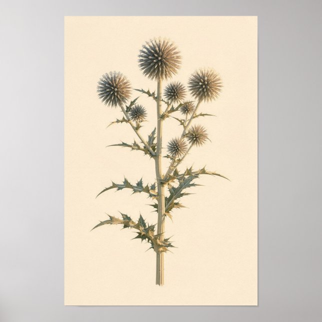 Globe Thistle Botanical Study | 12 × 18 Poster (Front)