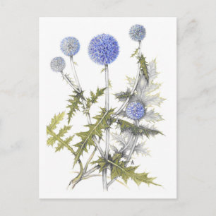Globe Thistle Collection Postcard