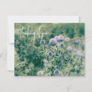 Globe Thistle Thinking Of You  Postcard
