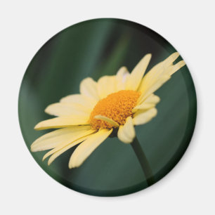 Glorious Daisy Flower Photography Magnet