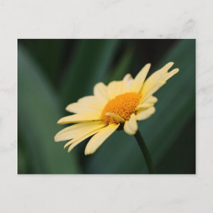 Glorious Daisy Flower Photography Postcard