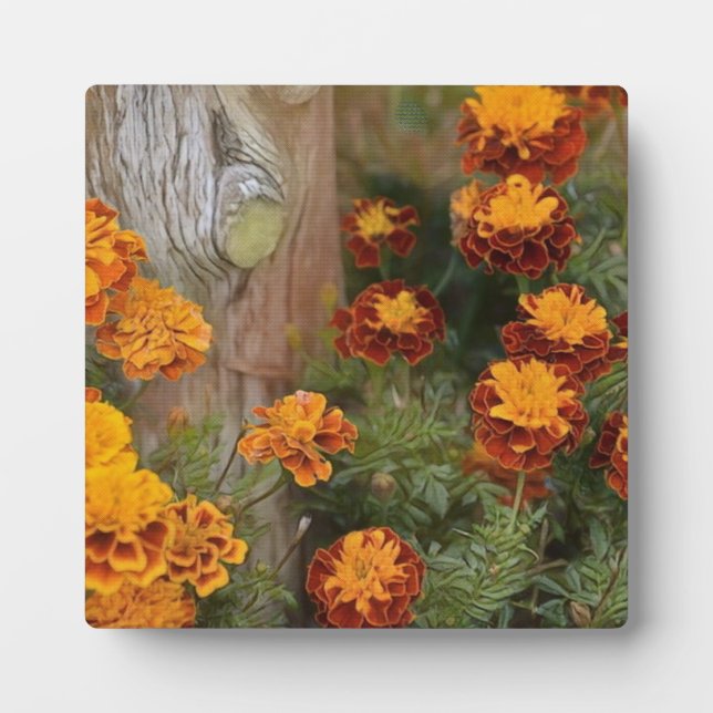 Glorious Marigolds Plaque (Front)