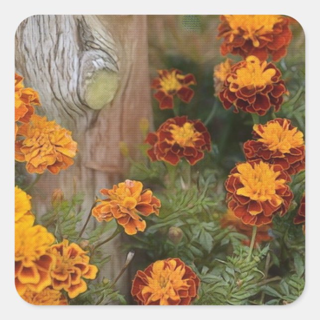 Glorious Marigolds Square Sticker (Front)