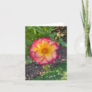 Glorious Pink Summer Bloom Holiday Card
