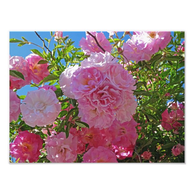 Glorious Spring Flowers Photo Print (Front)