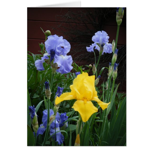 "Glorius Irises" (Front)