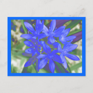 Glory Of The Snow Fluorescent Blue Postcard
