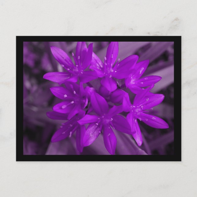 Glory Of The Snow Purple Postcard (Front)