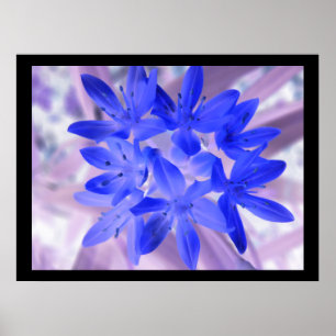 Glory Of The Snow Shocking Blue Print