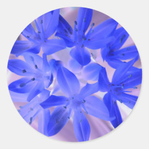 Glory Of The Snow Shocking Blue Sticker