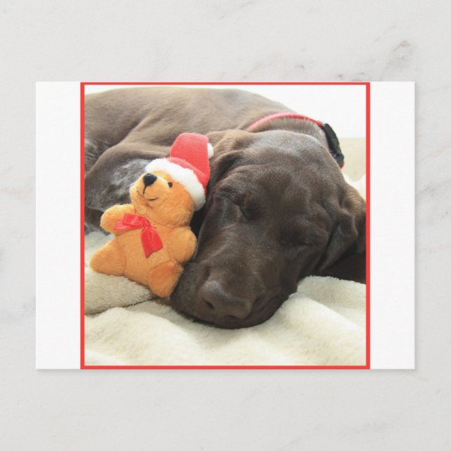 Glossy Grizzly Christmas Pointer Holiday Postcard (Front)