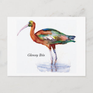 Glossy Ibis postcard