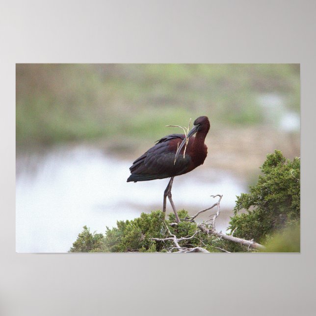 Glossy Ibis Poster (Front)