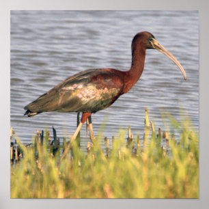 Glossy Ibis  Poster